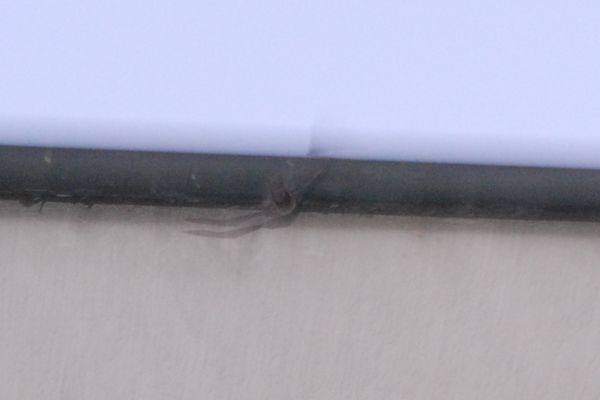 Pipistrelli: una domanda